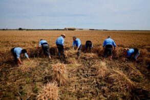 Agricultores segando arroz a mano en la Festa de la Sega 2026 en Catarroja