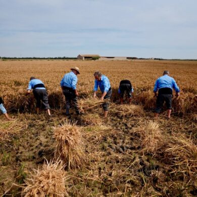 Agricultores segando arroz a mano en la Festa de la Sega 2026 en Catarroja